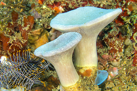 皮革珊瑚 Lembeh 北苏拉威西岛 印度尼西亚图片