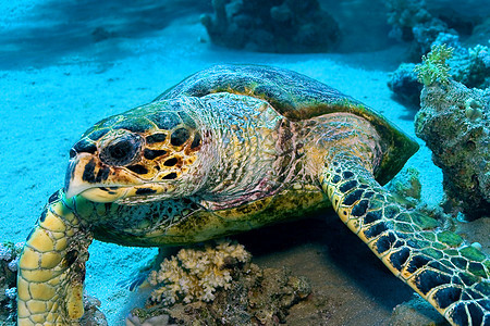 绿龟 红海 埃及野生动物行为潜水生物学热带水生生物生态旅游生态潜艇珊瑚图片