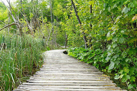 克罗地亚普利维茨湖泊国家公园中高高绿色草地 后面岩石和灌木丛之间木甲板的视图木地板木头溪流蓝色途径路线湖泊环境地标游客图片