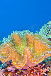 印度尼西亚北苏拉威西岛Lembeh 莱姆贝多样性观察热带动物主题环境野生动物生物学行为珊瑚图片