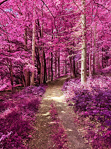 蓝色 sk 乡村景观的美丽粉色和紫色红外全景樱花木头正方形树叶反射叶子公园森林漫画墙纸图片