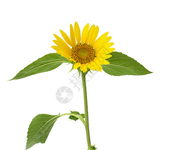 黄向日葵开阔 绿叶与白色背景隔绝绿色向日葵圆圈植物群花瓣黄色叶子植物种子图片
