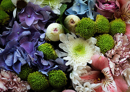 各种花朵的节日花束绣球花图案植物季节花卉蓝色花瓣紫色叶子植物学图片