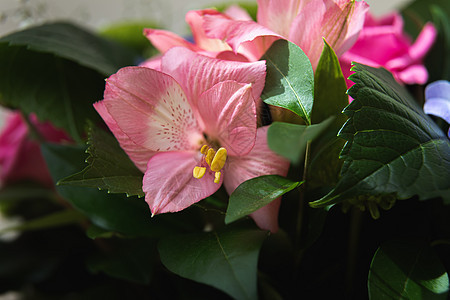 粉白藻类背景蓝色植物学紫色图案绣球花叶子花束花园花卉植物图片