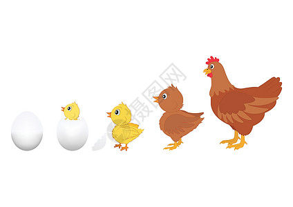 鸡的进化 鸡进化的矢量图解 蛋鸡和图片