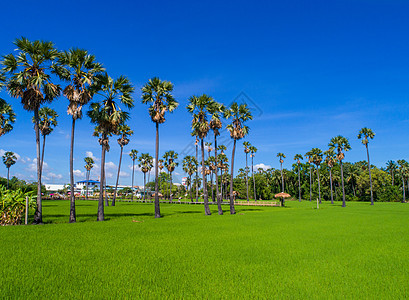 美丽的稻田里有棕榈糖的景象日出棕榈农场公园晴天太阳植物椰子旅行叶子图片