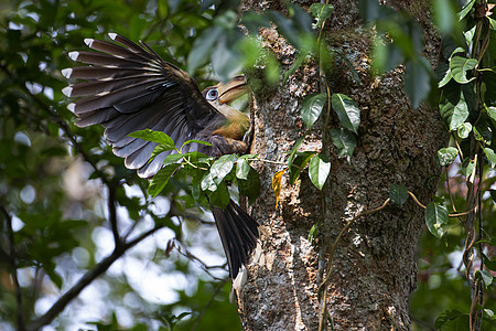Chickell的棕色角标鸟 在后面 围在Choo Yai国家公园热带森林的一个巢穴前荒野阳光灰色林地栖息动物环境树干红色犀鸟图片