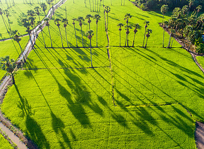 美丽的稻田里有棕榈糖的景象棕榈晴天太阳椰子旅行公园植物热带风景生长图片