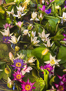 池子里的莲花季节水池宏观叶子百合植物群植物池塘荷花荒野图片