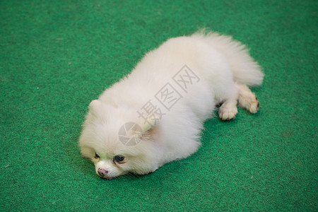 白狗躺在草地上毯子朋友动物犬类玩具说谎头发实验室宠物婴儿图片
