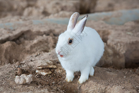 在笼子里的兔子婴儿金属动物宠物毛皮睡眠哺乳动物盒子爪子野兔图片