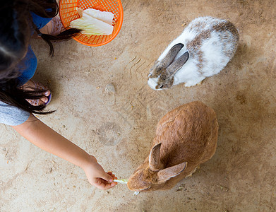 在笼子里的兔子家畜哺乳动物爪子农场毛皮婴儿干草野兔宠物耳朵图片