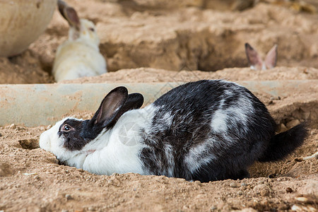 在笼子里的兔子野兔盒子爪子金属哺乳动物农场团体婴儿木头毛皮图片