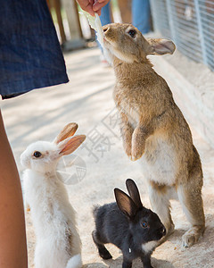 动物园的兔子游客配种野兔安慰小动物人群测试流浪天堂毛皮图片