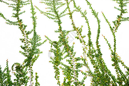 白色墙壁上的爬行物水泥植物群建筑枝条艺术叶子建筑学登山者植物装饰品图片