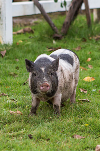 猪和猪肉作为食物畜牧业农业配种房间生活商业团体生长母猪成人图片