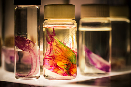 用于生物研究的瓶装鱼实验室动物射线教育生活瓶子植物摄影大学海洋图片