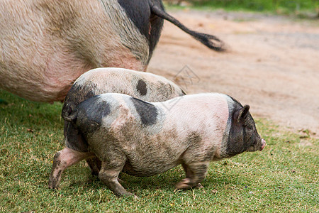 猪和猪肉作为食物商业母猪生长家畜畜牧业技术哺乳动物成人房间鼻子图片
