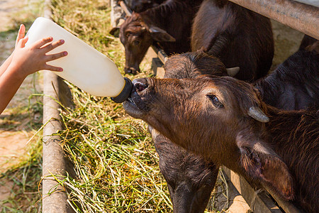 母乳喂养水牛杂鱼公园行动牛奶农业女性动物农民摊位生活瓶子图片