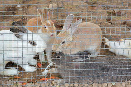 在笼子里的兔子野兔婴儿宠物爪子金属哺乳动物睡眠干草动物耳朵图片