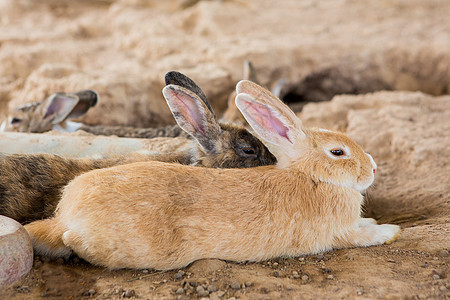 在笼子里的兔子耳朵毛皮农场爪子宠物木头团体金属动物野兔图片