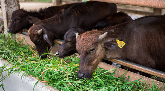 养活干草水牛农场农业文化热带农民摊位食物公园喇叭动物野生动物图片