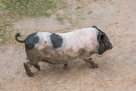 猪和猪肉作为食物团体房间农场哺乳动物家庭鼻子农业生活商业畜牧业图片