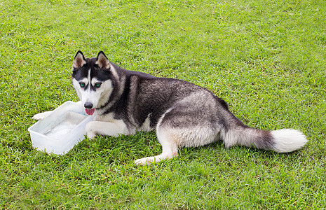 西伯利亚哈斯基狗在花园里宠物毛皮犬类女性荒野蓝色朋友哺乳动物血统捕食者图片