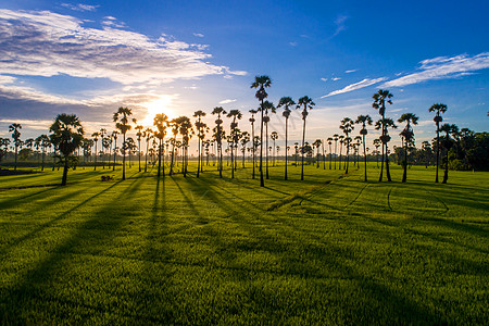 美丽的稻田里有棕榈糖的景象森林农业风景环境椰子植物日落生长场地晴天图片