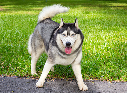 西伯利亚哈斯基狗在花园里鼻子哺乳动物犬类毛皮荒野动物小狗蓝色朋友宠物图片