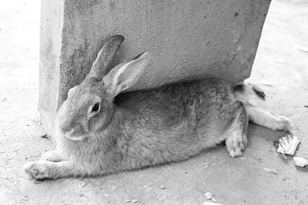 在笼子里的兔子宠物睡眠爪子婴儿耳朵哺乳动物农场动物团体家畜图片