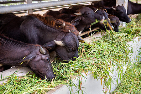 养活干草水牛农场摊位农业家畜牛奶旅游场地文化荒野动物哺乳动物图片