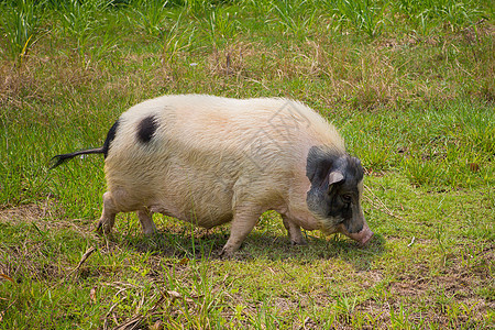 黑白黑猪猪肉野生动物女性农业草地母猪食物哺乳动物头发荒野图片