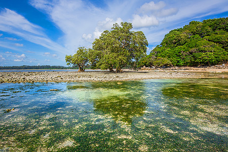 海洋水下珊瑚礁 太阳光照透水面 海草田潜水海浪植物千兆蓝色环境海藻动物太阳海景图片