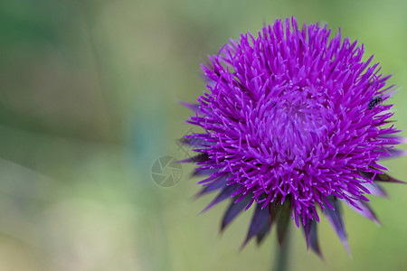 苏格兰花朵象征符号 紫色 特写在内布拉斯加的地貌叶子杂草花瓣宏观花园草本植物草地植物群植物学场地图片