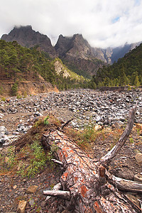 西班牙国家公园死树图片