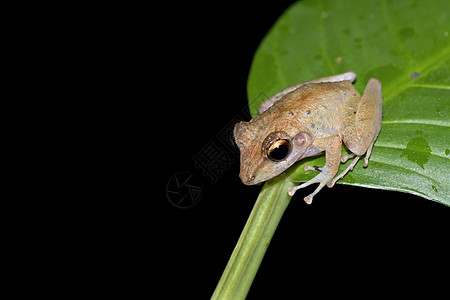 哥斯达黎加科科科瓦多国家公园热带青蛙旅游生态旅游生态栖息地生物学脊椎动物避难所生物自然保护荒野图片