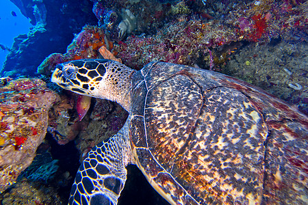 Hawksbill海龟 印度尼西亚布纳肯国家海洋公园珊瑚荒野野生动物动物学生态潜艇生物动物群主题水生生物图片