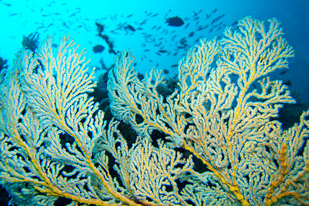 印度尼西亚北苏拉威西 Lembeh生物学生态旅游珊瑚息肉潜艇观察荒野多样性潜水热带图片