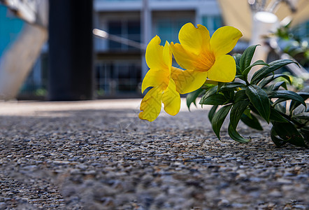 黄色金字塔花或位于花园院子的石地板上 背景模糊金喇叭生长植物群石头脆弱性叶子植物学热带情调植物图片