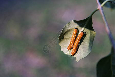 两条大橙色蠕虫 或者绿叶上的斑点小毛虫爬行叶子动物幼虫害虫水蚤昆虫橙子毛毛虫漏洞动物群图片