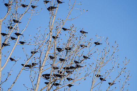 树中的黑鸟乌鸦鸣禽黑色荒野图片