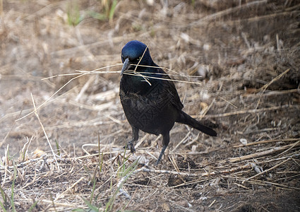 地面上的动物黑鸟鸟类乌鸦黑色彩虹羽毛野生动物图片