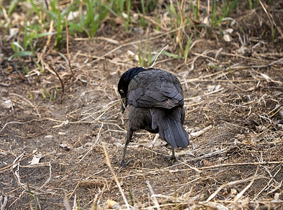 地面上的野生动物羽毛黑鸟黑色动物彩虹鸟类乌鸦图片