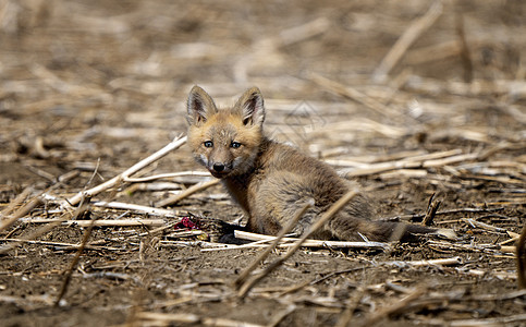 年轻狐狸箱红狐小狐狸野生动物工具食肉动物哺乳动物荒野成套幼兽图片