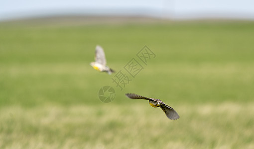飞行中的梅多拉克野生动物荒野黄色草原翅膀动物鸣禽歌曲观鸟图片