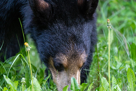 加拿大北部黑熊加拿大动物荒野勘探摄影哺乳动物野生动物水平捕食者图片