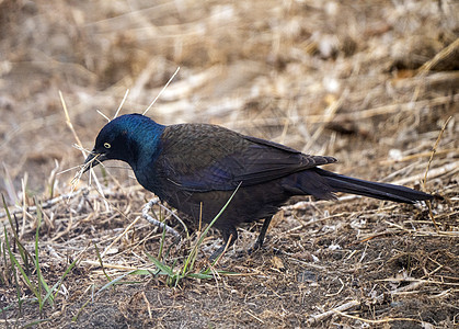 地面上的羽毛野生动物黑鸟黑色彩虹乌鸦动物鸟类图片