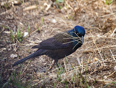 地面上的乌鸦动物鸟类羽毛黑鸟黑色彩虹野生动物图片