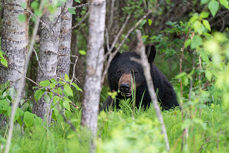 加拿大北部黑熊加拿大水平野生动物捕食者勘探哺乳动物荒野摄影动物图片